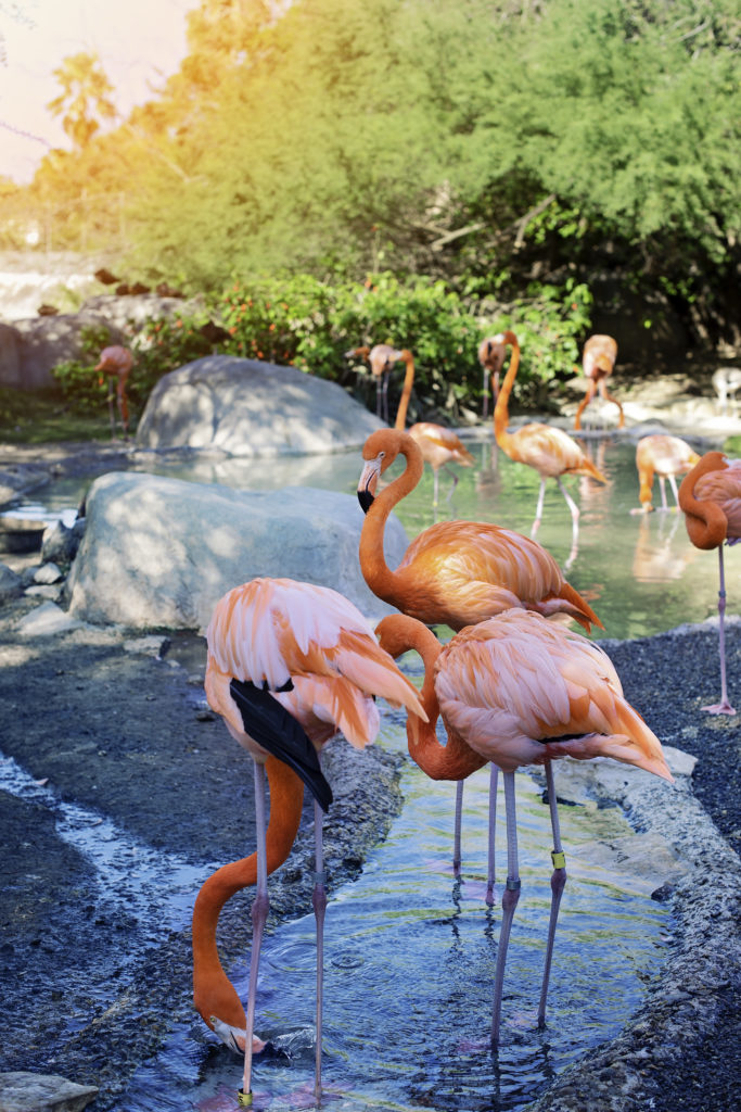 Flamingos_Gladys_Porter_Zoo_MHR3608