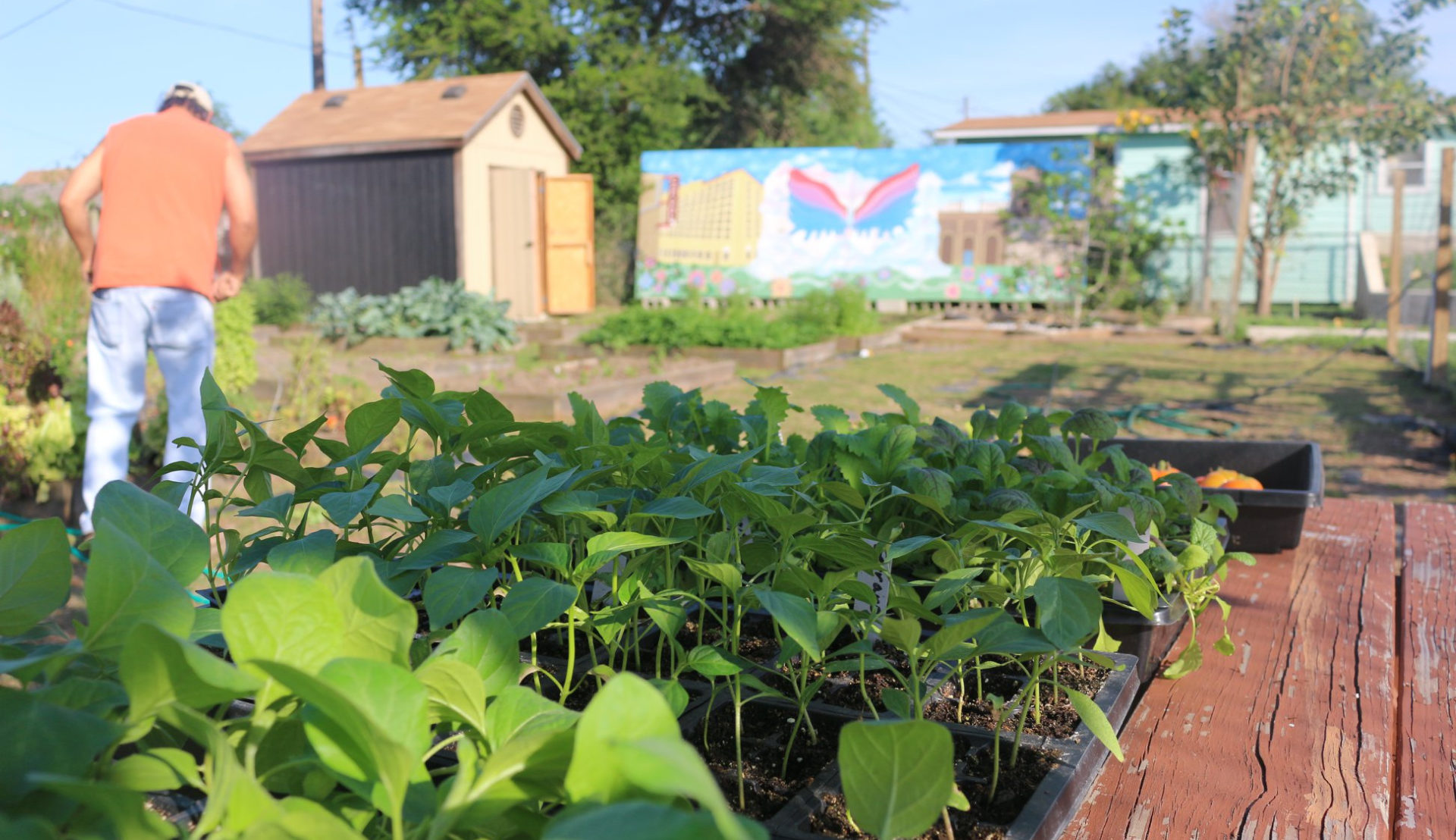 Community Gardens Visit Brownsville Texas