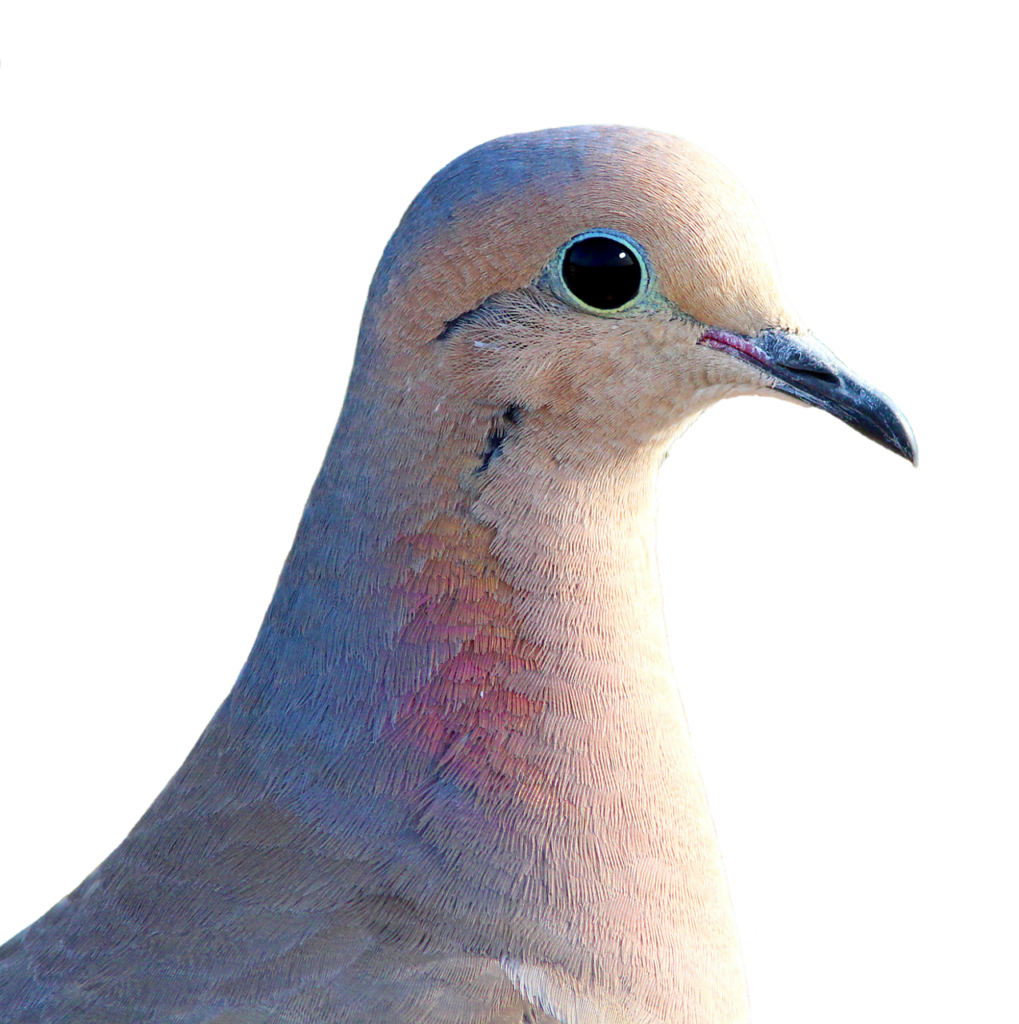 dove, city pigeon, turkey pigeon-2636305.jpg