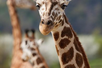 giraffe, animal, safari-165200.jpg