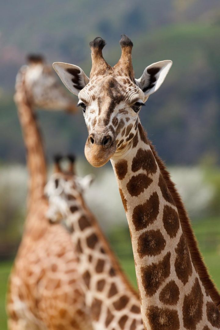 giraffe, animal, safari-165200.jpg