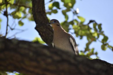 bird, dove, white-winged dove-5288520.jpg