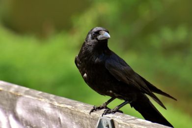 crow, raven bird, black-3347176.jpg