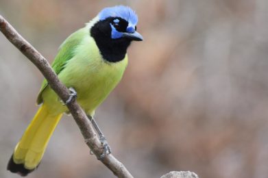 green jay, bird, branch-6324085.jpg