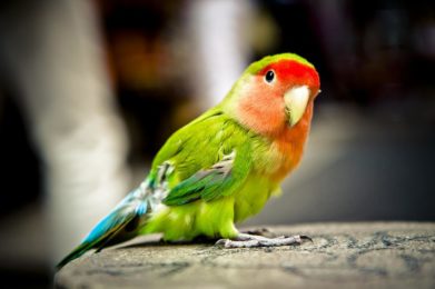 parrot, bird, colorful-620345.jpg