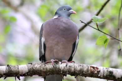 wood pigeon, dove, bird-7197299.jpg