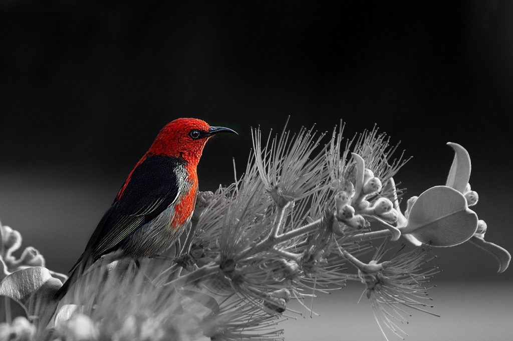 bird, red, black and white-1699297.jpg